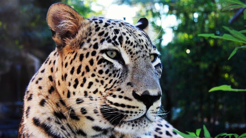 Leopard in Forest — Calm