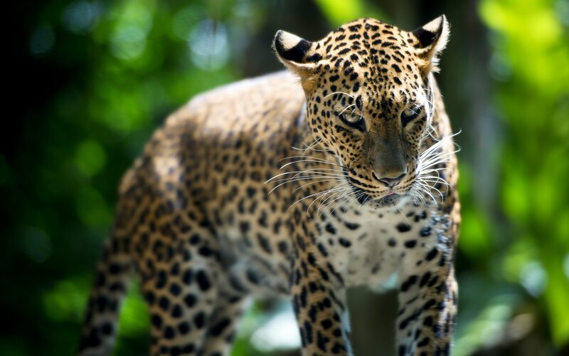Leopard in Forest — Green, Alert, Afternoon, Photograph