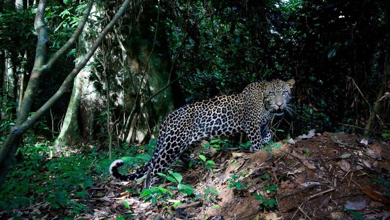 Leopard in Forest — Green, Alert, Afternoon