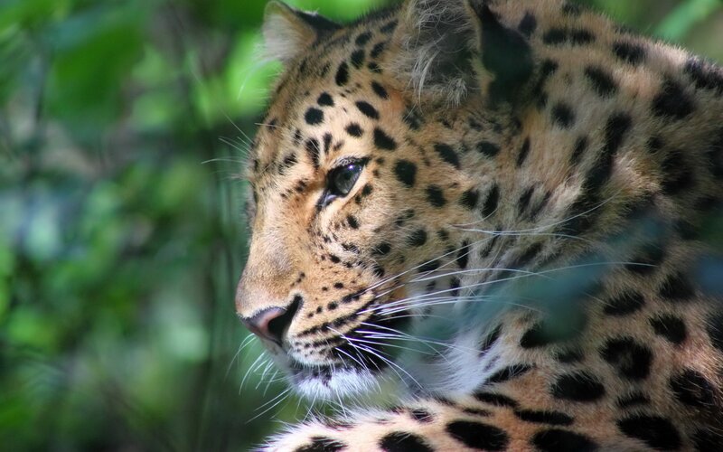 Leopard in Forest — Green, Calm, Photograph