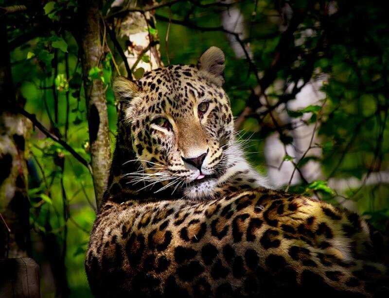 Leopard in Forest — Green, Calm