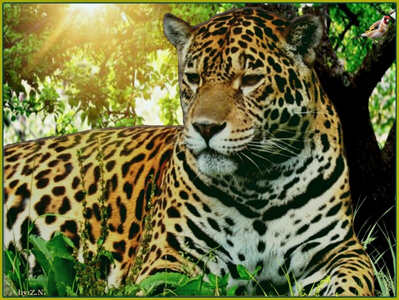Leopard in Forest — Green, Natural, Morning