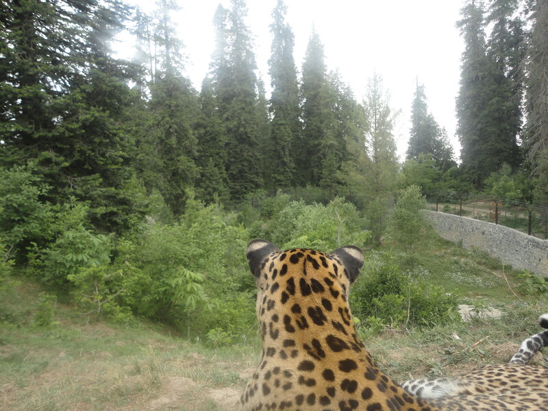 Leopard in Forest — Green