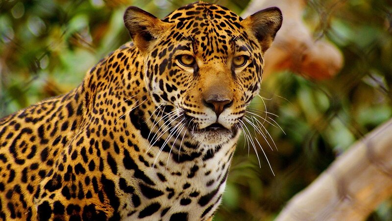 Leopard in Forest — Yellow, Alert, Photograph, Trees, Black