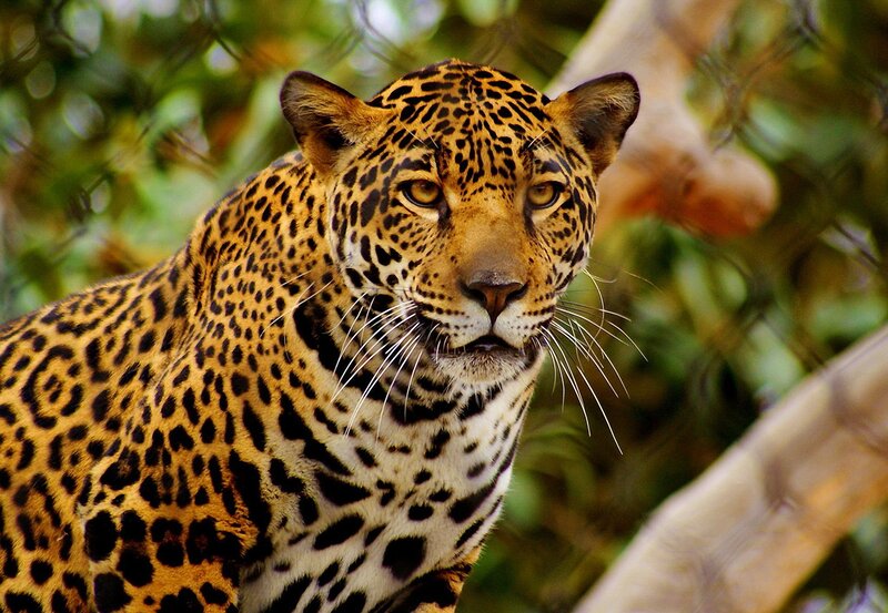 Leopard in Forest — Yellow, Alert, Photograph, Trees, Branches, Black