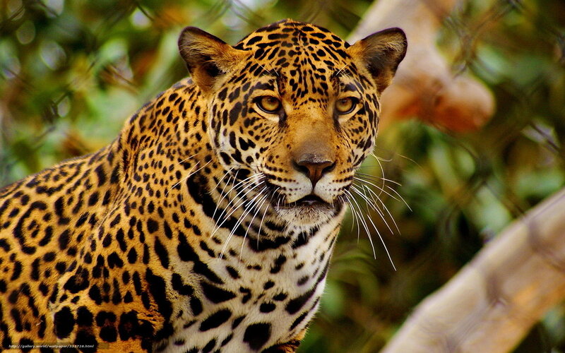 Leopard in Forest — Yellow, Alert, Photograph, Trees, Branches
