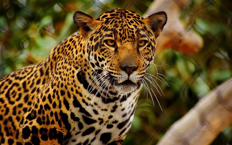 Leopard in Forest — Yellow, Alert, Photograph, Trees