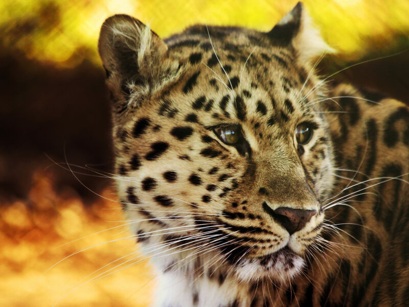 Leopard in Forest — Yellow, Alert