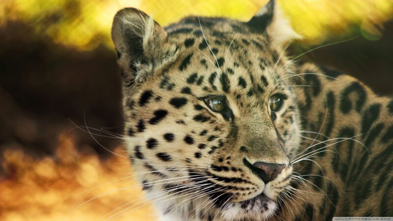 Leopard in Forest — Yellow, Calm