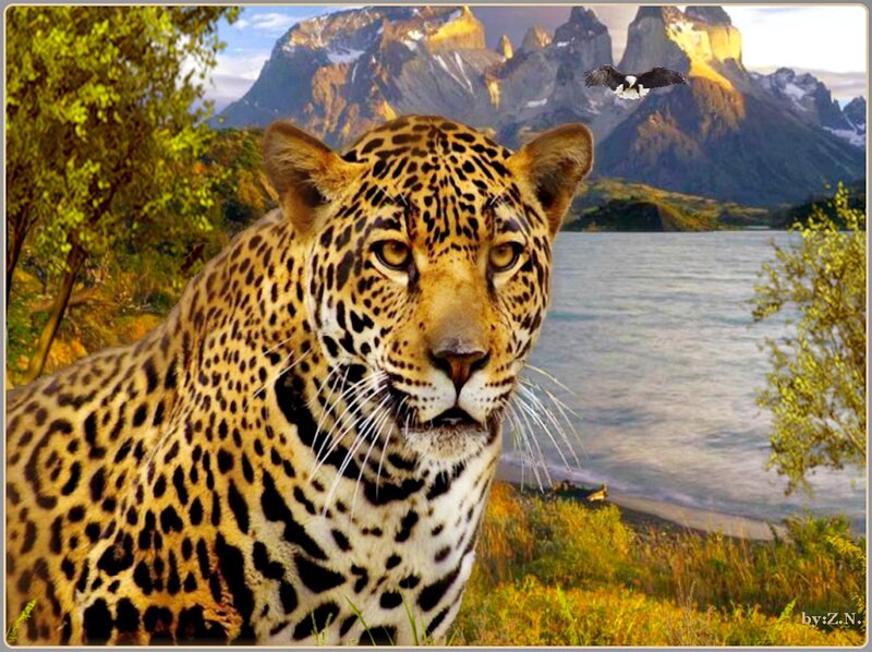 Leopard in Forest — Yellow, Natural