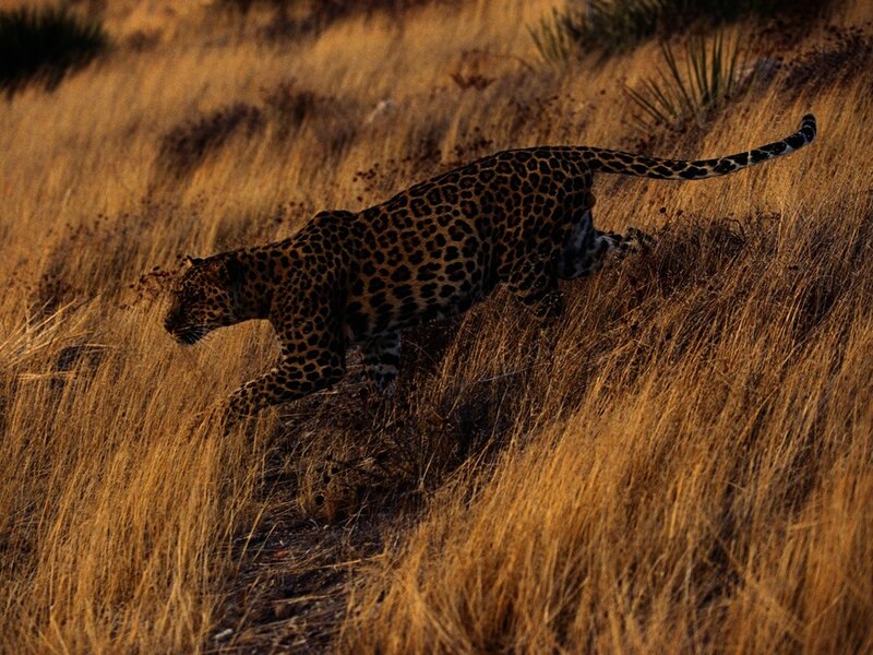 Leopard in golden grass