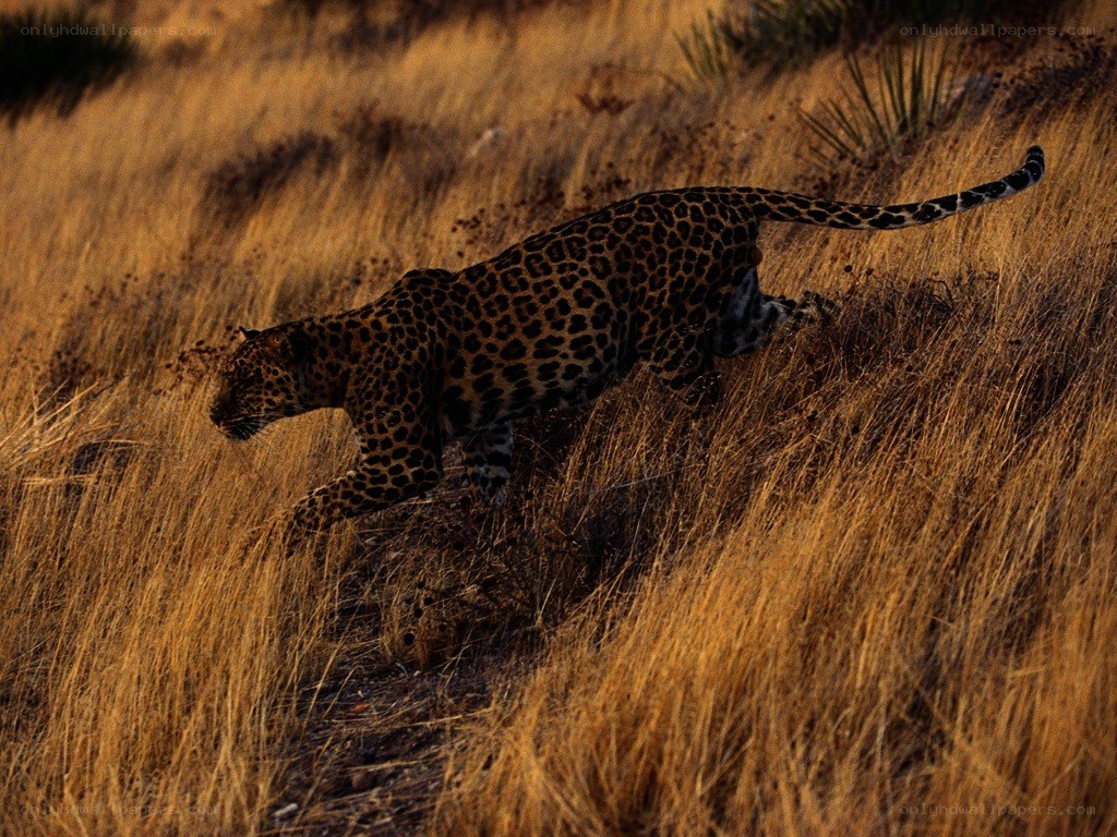 Leopard in golden grass