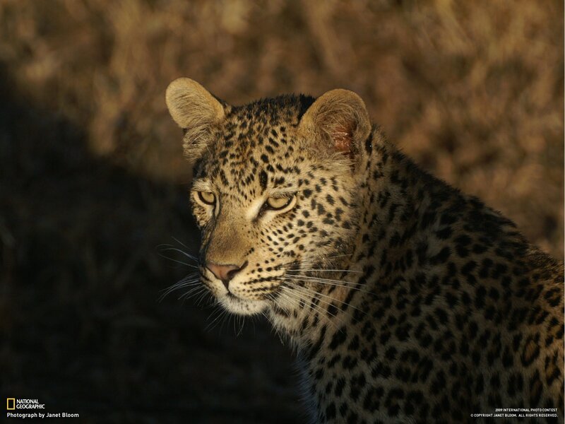 Leopard in golden light