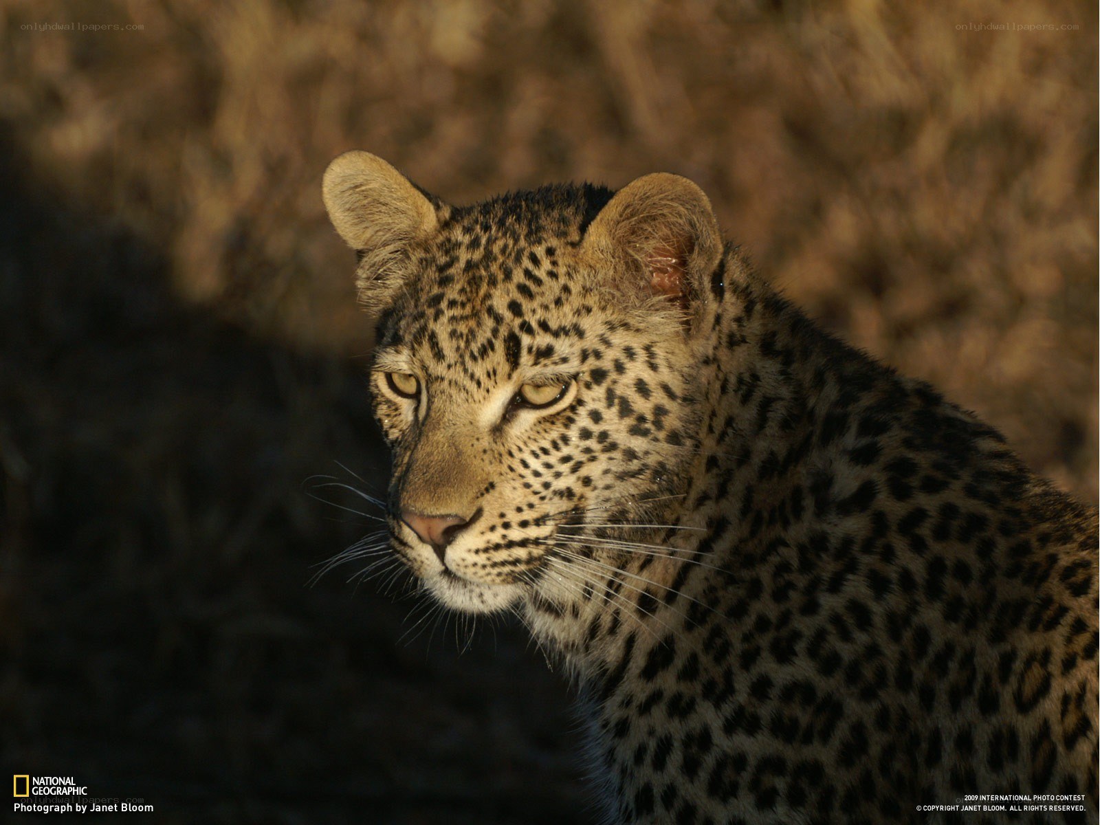 Leopard in golden light