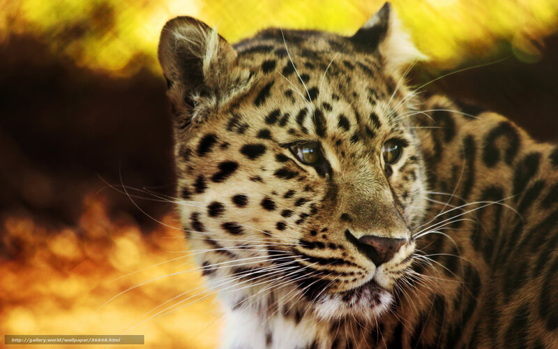 Leopard in golden light