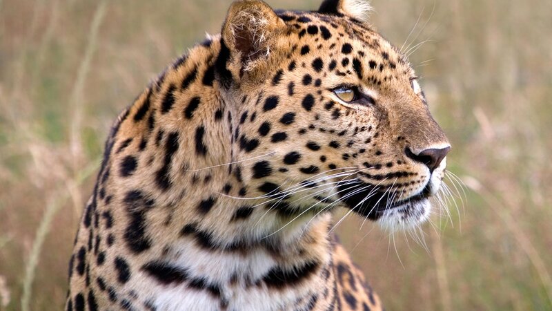 leopard in grass