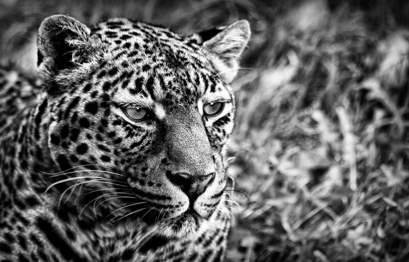 Leopard in Grass — Black, Intense, Photograph