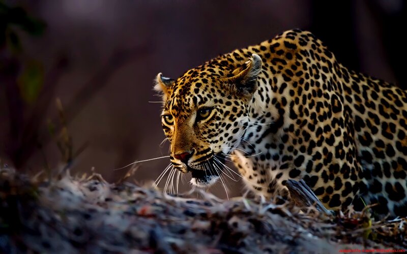 Leopard in Grass — Black, Intense