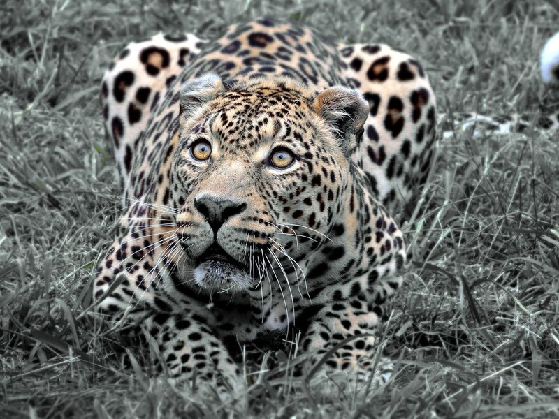 Leopard in Grass — Black