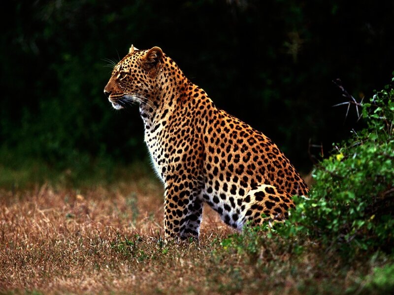Leopard in Grass — Brown, Alert, Afternoon, Photograph, Bushes, Forest, Green
