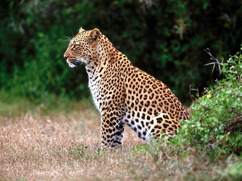 Leopard in Grass — Brown, Alert, Afternoon, Photograph, Bushes, Trees