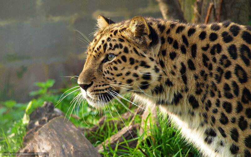 Leopard in Grass — Brown, Alert, Afternoon, Photograph, Log