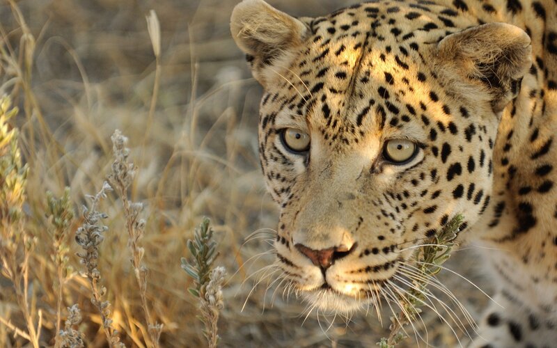 Leopard in Grass — Brown, Alert, Afternoon, Photograph, Plants