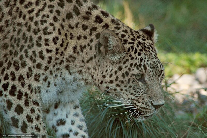 Leopard in Grass — Brown, Alert, Afternoon, Photograph, Rocks