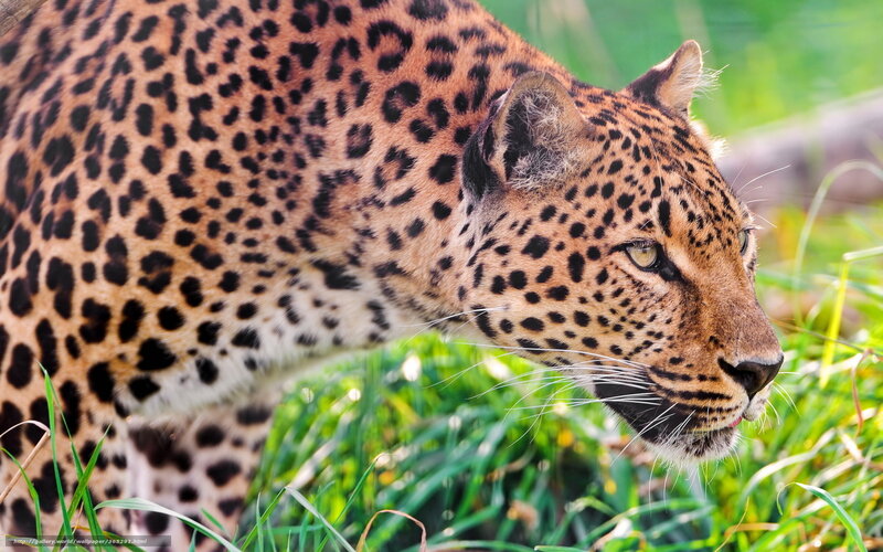 Leopard in Grass — Brown, Alert, Afternoon, Photograph, Spots