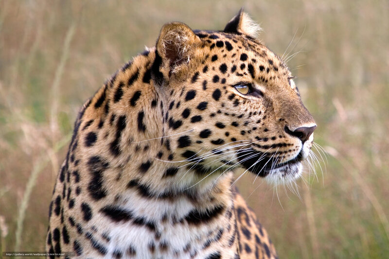 Leopard in Grass — Brown, Alert, Afternoon, Photograph