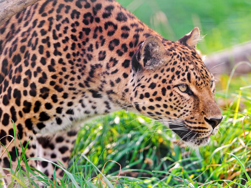 Leopard in Grass — Brown, Alert, Afternoon, Photograph, Tree Trunk