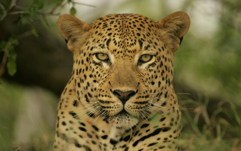 Leopard in Grass — Brown, Alert, Afternoon, Photograph, Trees, Green