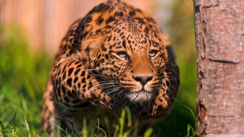Leopard in Grass — Brown, Alert, Afternoon