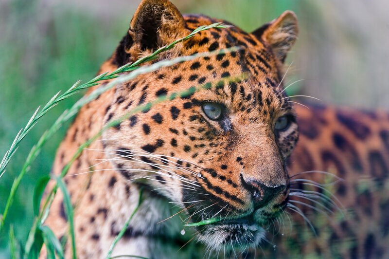 Leopard in Grass — Brown, Alert, Photograph, Eyes