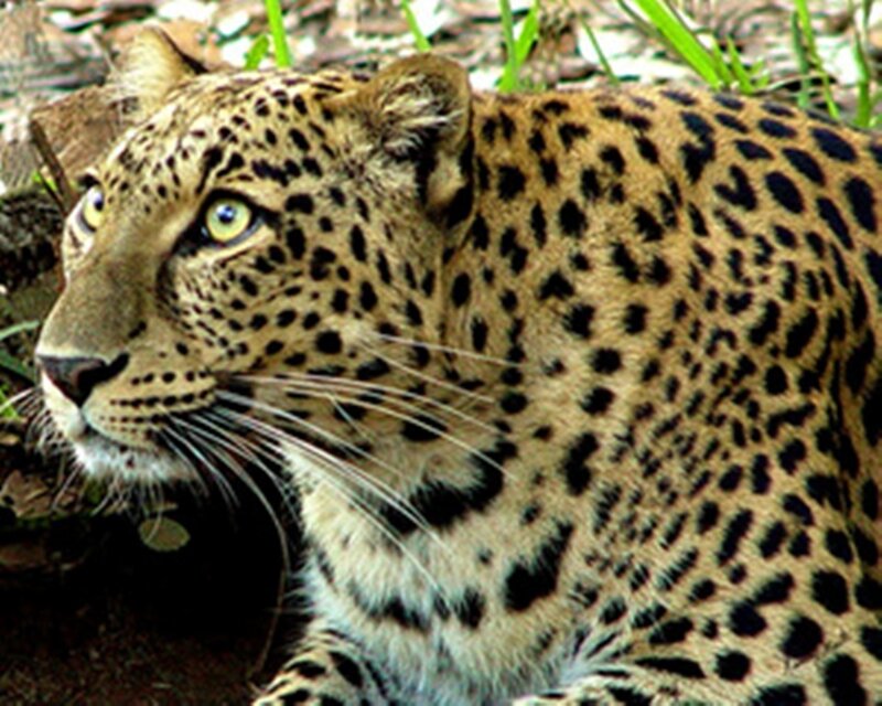 Leopard in Grass — Brown, Alert, Photograph, Rocks