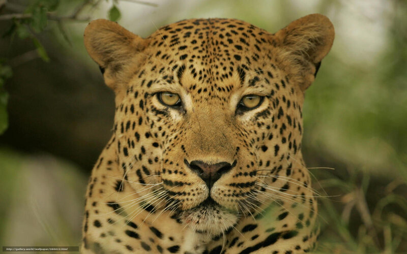 Leopard in Grass — Brown, Alert, Photograph, Trees