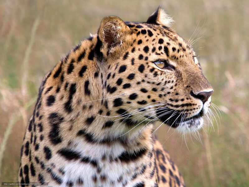 Leopard in Grass — Brown, Alert, Photograph, Whiskers