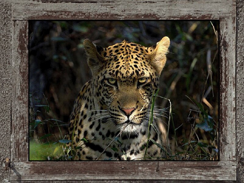 Leopard in Grass — Brown, Alert, Photograph, Wooden Frame