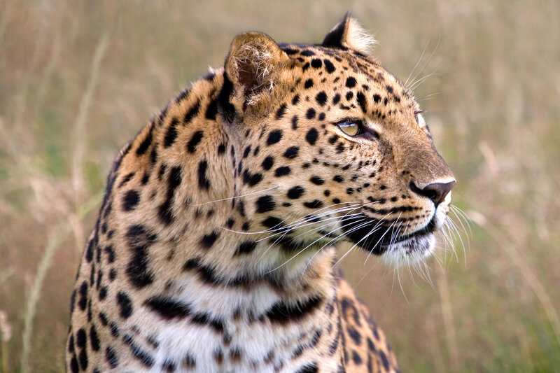 Leopard in Grass — Brown, Alert