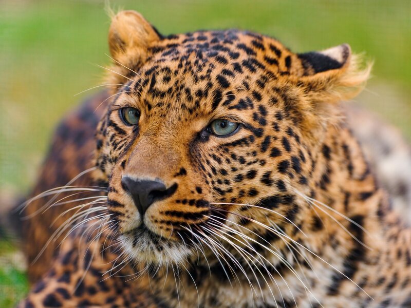 Leopard in Grass — Brown, Calm, Afternoon, Photograph