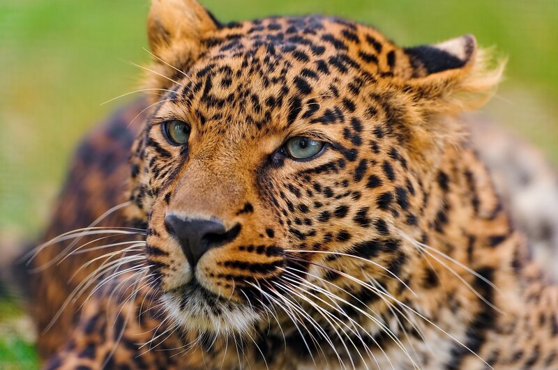 Leopard in Grass — Brown, Calm, Photograph