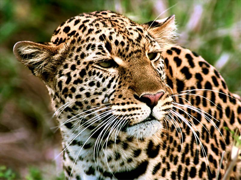 Leopard in Grass — Brown, Calm, Photograph, Whiskers, Black