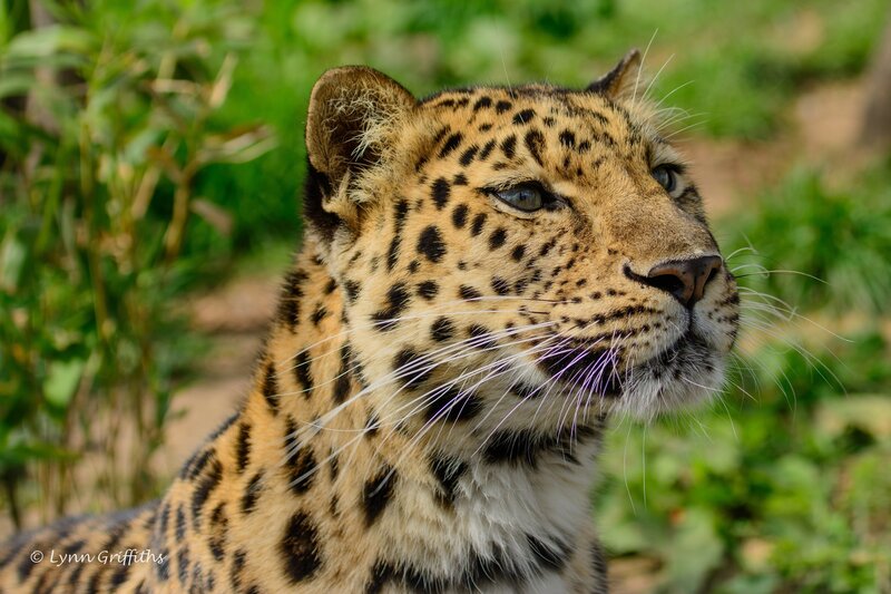 Leopard in Grass — Brown, Calm, Photograph, Whiskers
