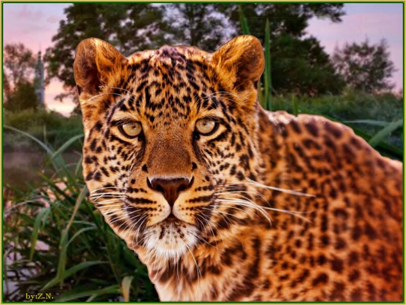 Leopard in Grass — Brown, Calm, Sunset