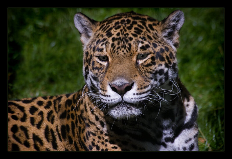 Leopard in Grass — Brown, Calm