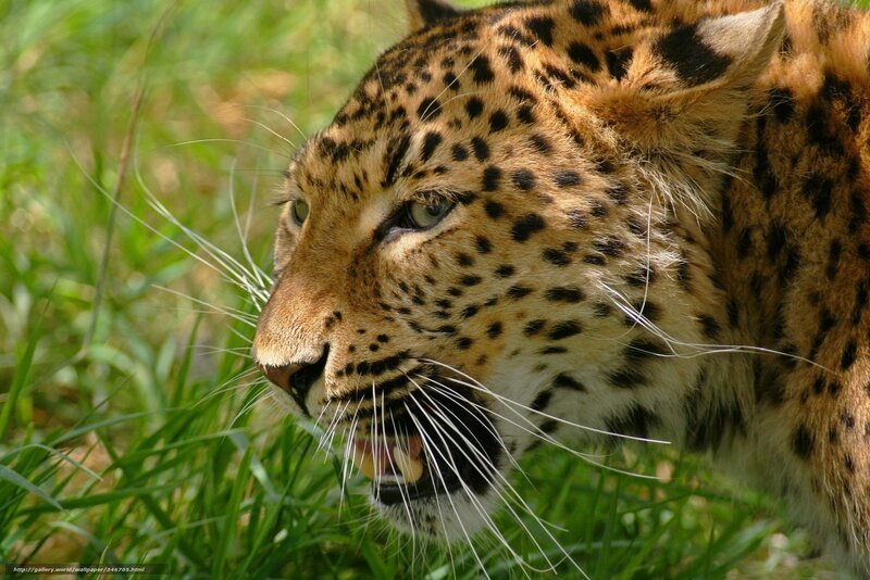 Leopard in Grass — Brown, Intense, Afternoon