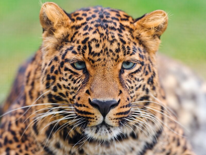 Leopard in Grass — Brown, Intense, Photograph