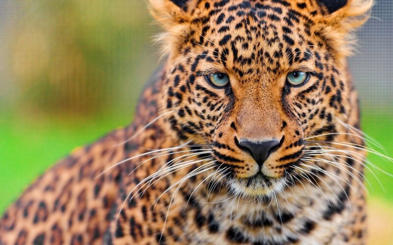 Leopard in Grass — Brown, Intense