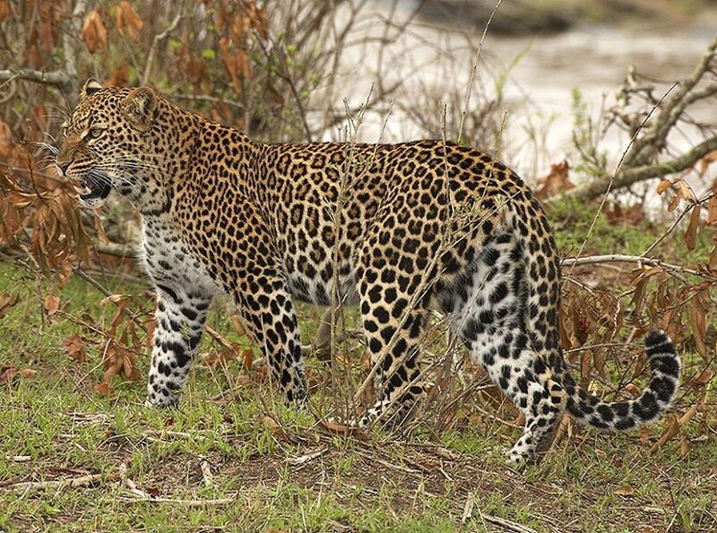 Leopard in Grass — Brown