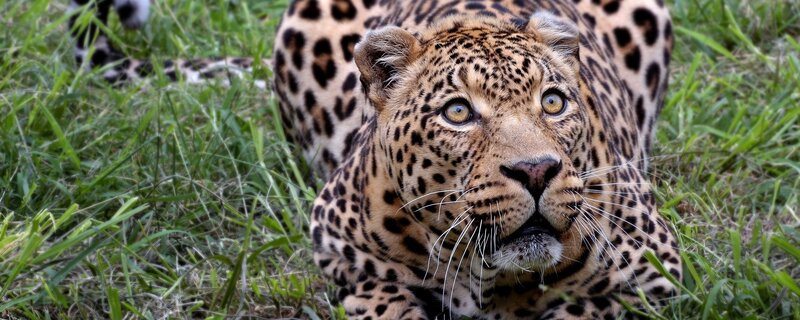 Leopard in Grass — Green, Alert, Afternoon, Photograph, Brown